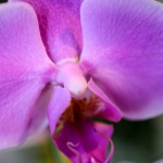 Fleurs 11