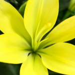 Fleurs 13
