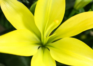Fleurs 13