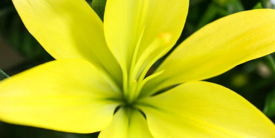 Fleurs 13