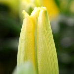 Fleurs 14