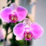 Fleurs 15