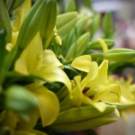 Fleurs 17