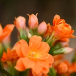Fleurs 5