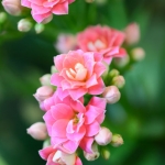 Fleurs 6