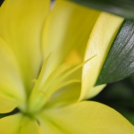 Fleurs 8