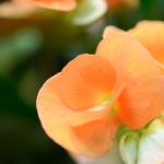 Fleurs 9