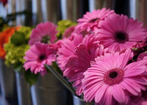 Fleurs