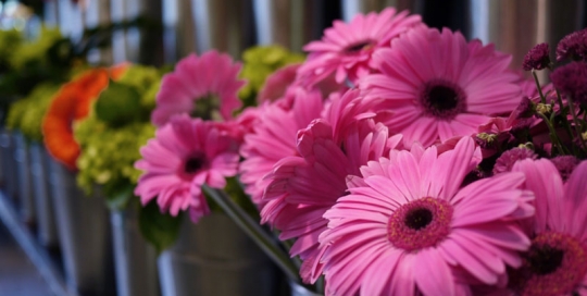 Pourquoi Pas Fleurs Flowers