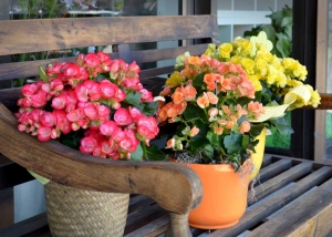 Terrafolia Fleurs 3