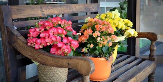Terrafolia Fleurs 3